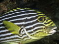   Plectorhinchus chaetodonoides Labios dulces  